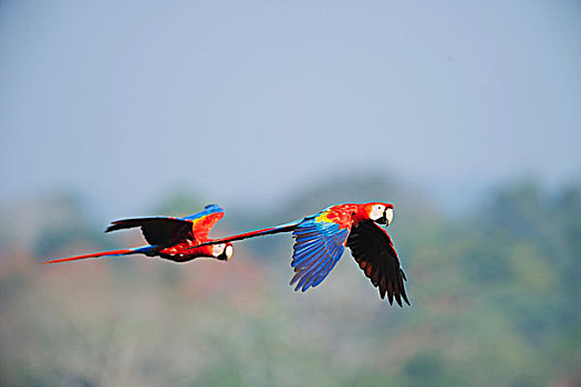 深红色,金刚鹦鹉,绯红金刚鹦鹉,亚马逊雨林,秘鲁,南美
