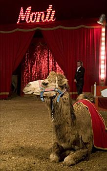 骆驼,马戏团