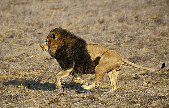 非洲狮,狮子,雄性,跑,大草原,肯尼亚