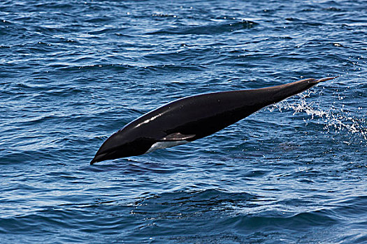 北方,露脊鲸,海豚,北部,跳跃,蒙特利湾,加利福尼亚