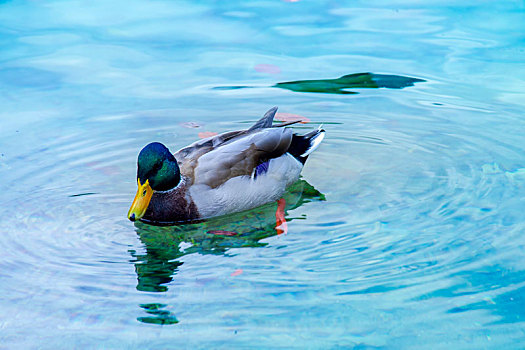 德国美丽的国王湖湖边的野鸭