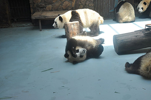 两只大熊猫