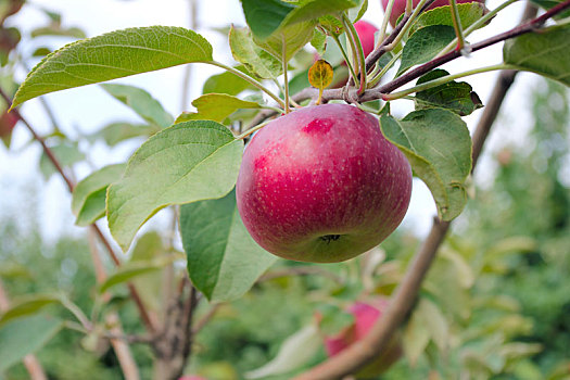 红苹果,树上,新鲜,有机,水果,夏天,果园