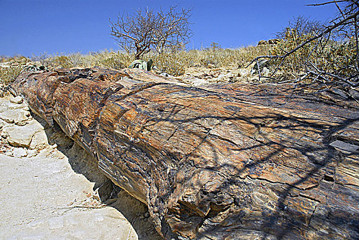 树,石化森林国家公园,达马拉兰,纳米比亚