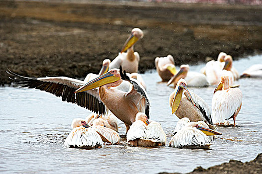 白鹈鹕,群,纳库鲁湖,肯尼亚