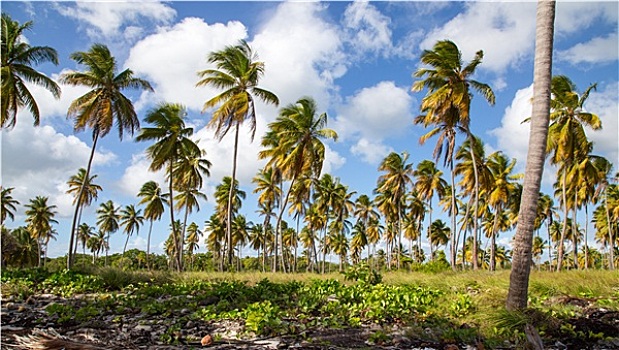 棕榈树,绍纳岛