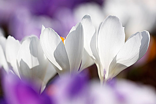 花,白色,荷兰,春天,藏红花,番红花属,杂交品种
