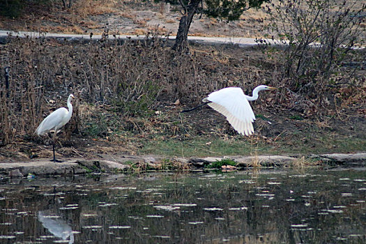 新疆哈密,三只大白鹭首次,光临,石油新城湿地公园
