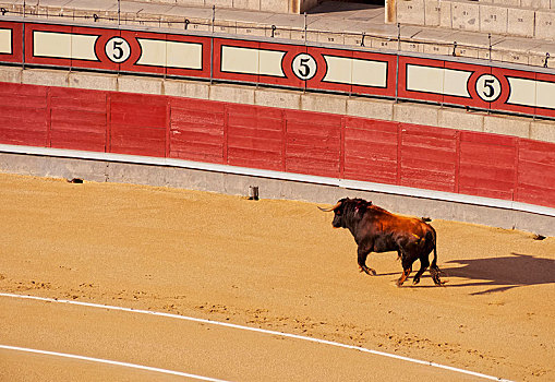 年轻,公牛,斗牛,竞技场,新手,斗牛场,广场,拉斯班塔斯斗牛场,马德里,西班牙,欧洲