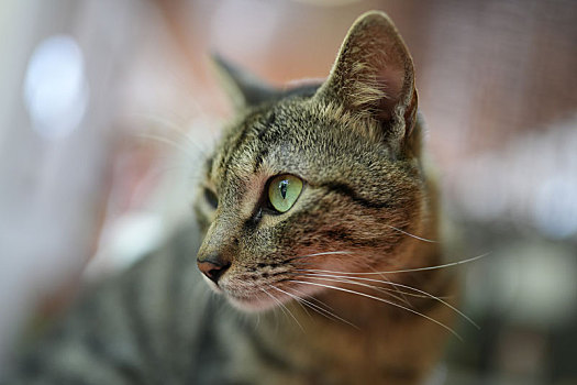 羊城广州秋日阳光下小花猫可爱的萌萌表情