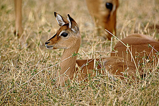 黑斑羚,休息,草丛,桑布鲁野生动物保护区,肯尼亚