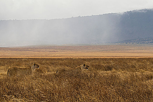 狮子,雌狮,坦桑尼亚