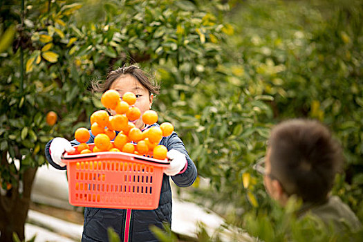 柑橘,小树林,孩子
