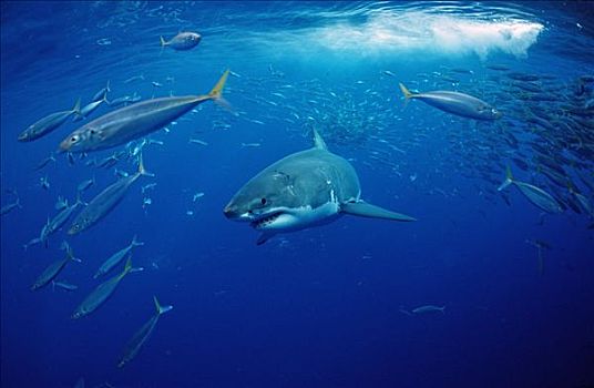 大白鲨,沙鲨属,鱼群,瓜达卢佩,墨西哥