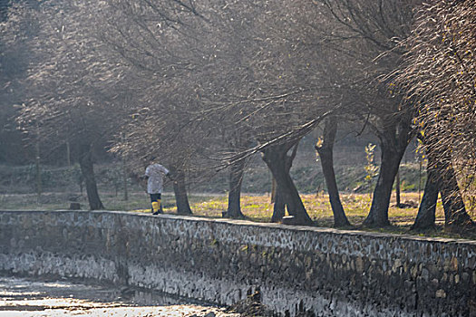 树,蓝天,田野,山,背景,牛,寺庙,村庄,山岗,河,池塘,湖,水,岸