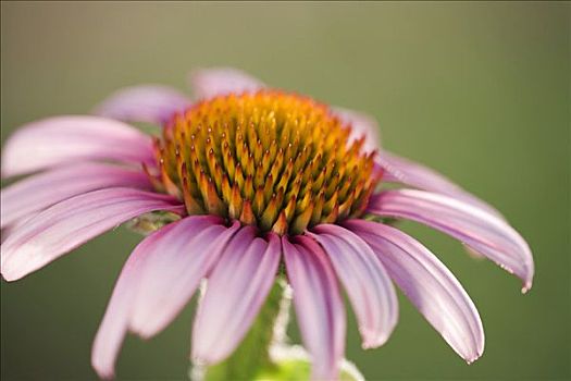 淡紫色,金花菊,花,紫錐花根