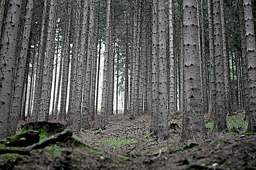 排,树,树林,德国