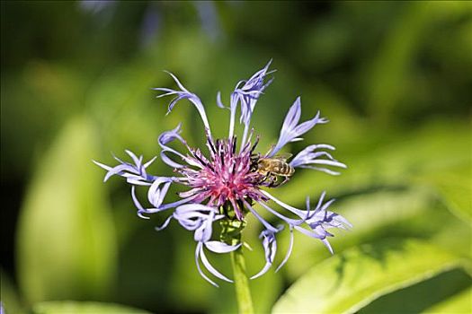 蜜蜂,矢车菊,蒙大拿