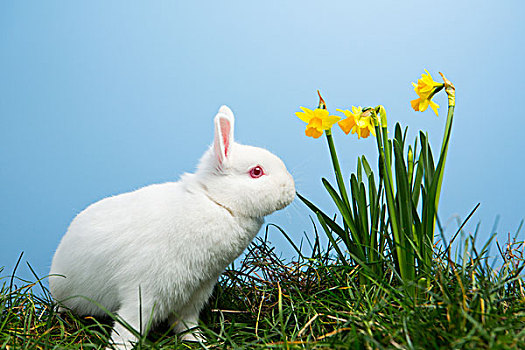 白色,绒毛状,兔子,坐,旁侧,水仙花,蓝色背景,背景