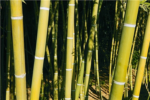 竹子,节茎植物,绿色,种植园