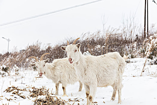 雪中羊群