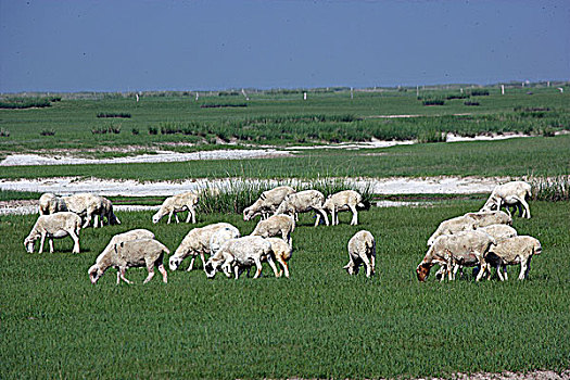 内蒙草原上羊群