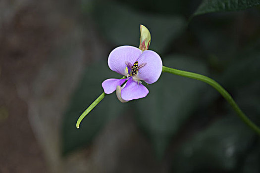 豆角花紫色小花