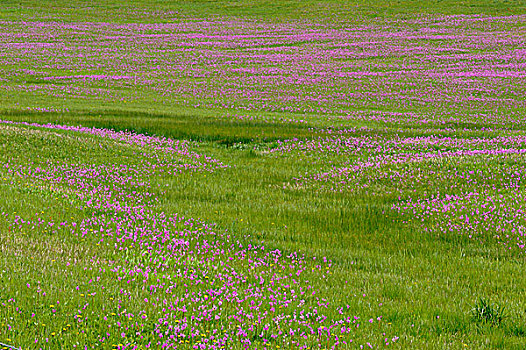 折瓣花,草场,蒙大拿,美国