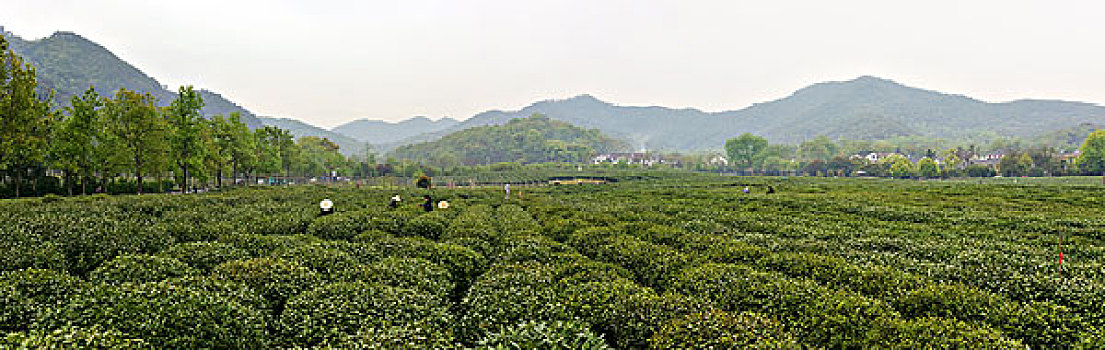 西湖茶乡,龙井