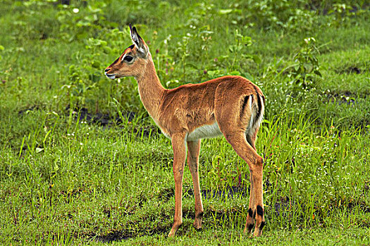 幼仔,黑斑羚,乔贝,河,乔贝国家公园,博茨瓦纳,非洲
