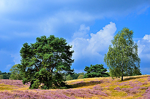 松树,松属,桦树,桦属,紫色,石南花,自然保护区,海德,北莱茵威斯特伐利亚,德国,欧洲