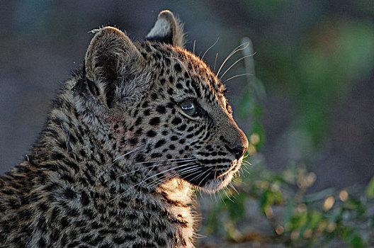 豹,幼兽,博茨瓦纳