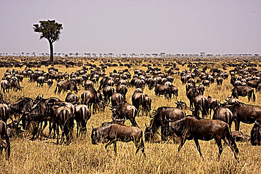 肯尼亚,马赛马拉,角马,迁徙,草原
