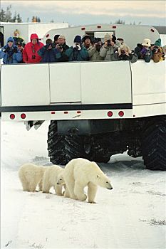 北极熊,母亲,幼兽,游客,曼尼托巴,加拿大