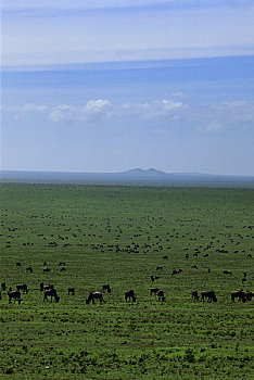 坦桑尼亚,塞伦盖蒂,平原,迁徙,角马,斑马