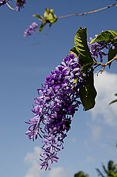 法属圭亚那,岛屿,家,流放地,彩色,紫藤,花