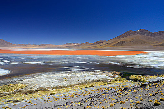玩,彩色,泻湖,动物,高原,玻利维亚,南美