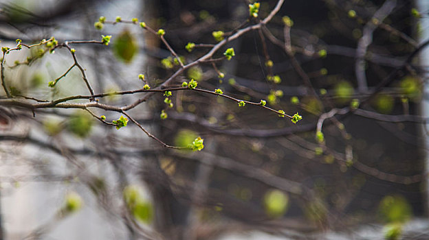春季木瓜树枝头的嫩绿新叶