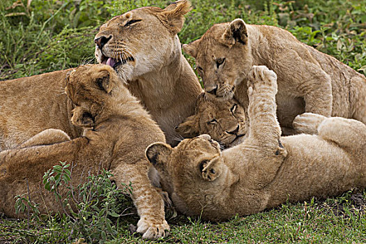 狮子,塞伦盖蒂国家公园,坦桑尼亚