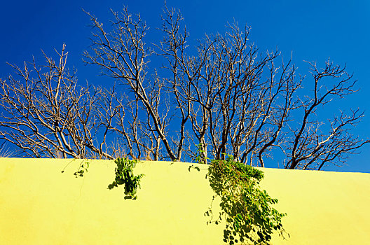 树,黄色,墙,坎佩切