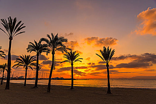 马略卡岛,阿雷纳尔,海滩,日落,靠近,帕尔马,巴利阿里群岛,西班牙