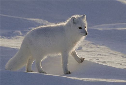 北极狐,冬天,丘吉尔市,曼尼托巴,加拿大,成年,肖像