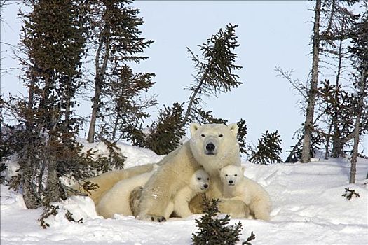 北极熊,两个,三个,老,幼兽,母兽,休息,白云杉,脆弱,瓦普斯克国家公园,曼尼托巴,加拿大