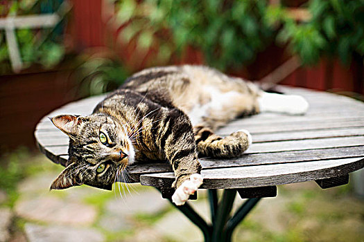 猫,躺着,木质,花园桌