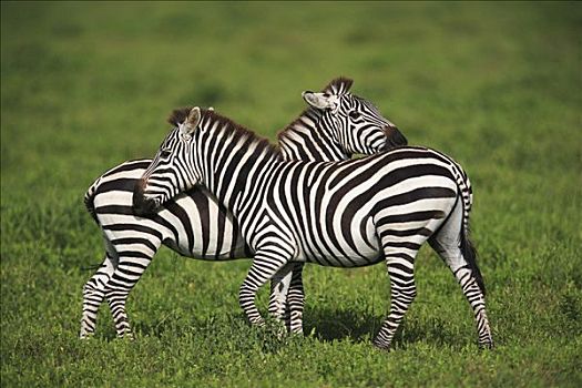 白氏斑马,斑马,一对,塞伦盖蒂国家公园,坦桑尼亚