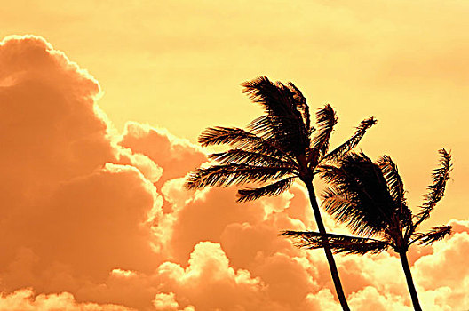 剪影,棕榈树,日落,毛伊岛,夏威夷,美国