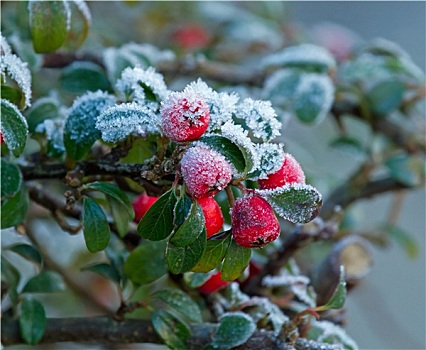 冬天,浆果,霜