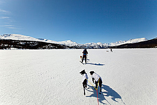 雪橇狗,拉拽,越野,滑雪者,阿拉斯加,爱斯基摩犬,冰冻,湖,沿岸,山脉,小路,育空地区,不列颠哥伦比亚省,加拿大