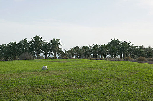 白色,球,草地,棕榈树,背景