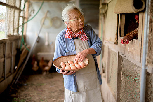 老太太,灰发,站立,鸡,房子,拿着,篮子,收集,新鲜,蛋